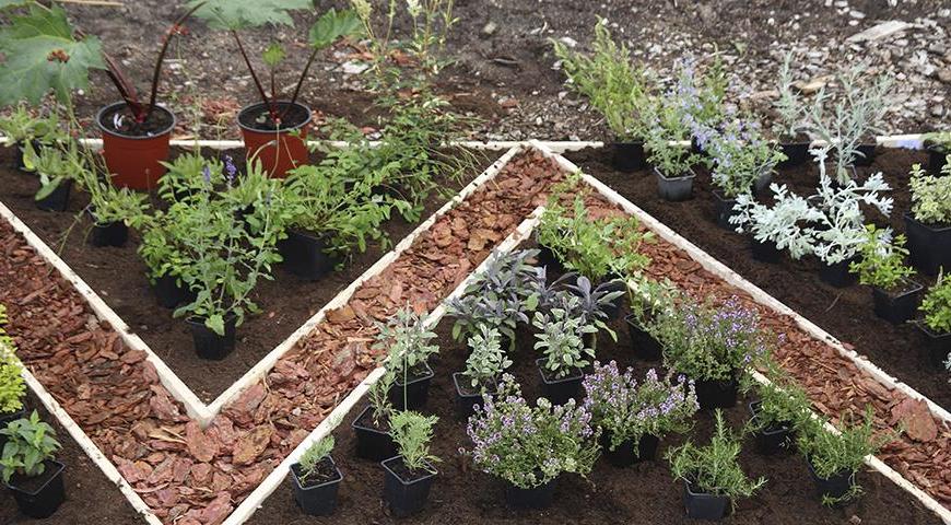 Лекарственные травы на огороде: какие растения нужно обязательно посадить