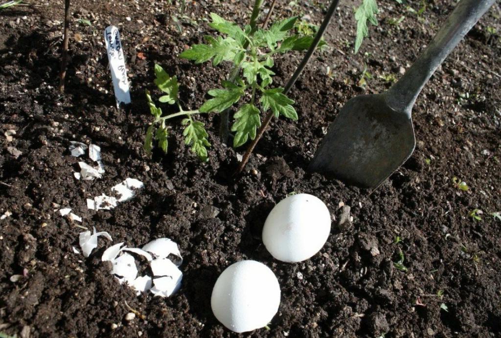 Как использовать яичную скорлупу в качестве удобрения