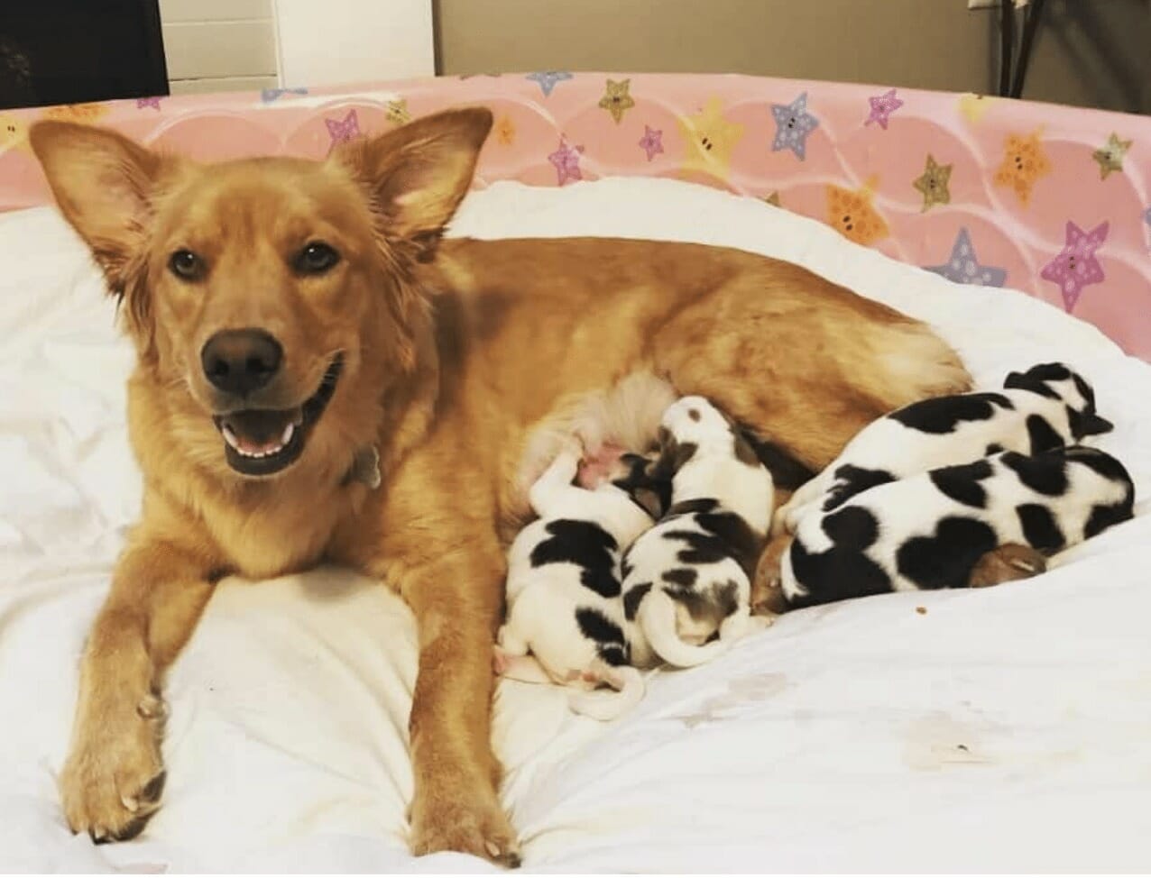 Спасённая беременная собака рожает «маленьких коровок»