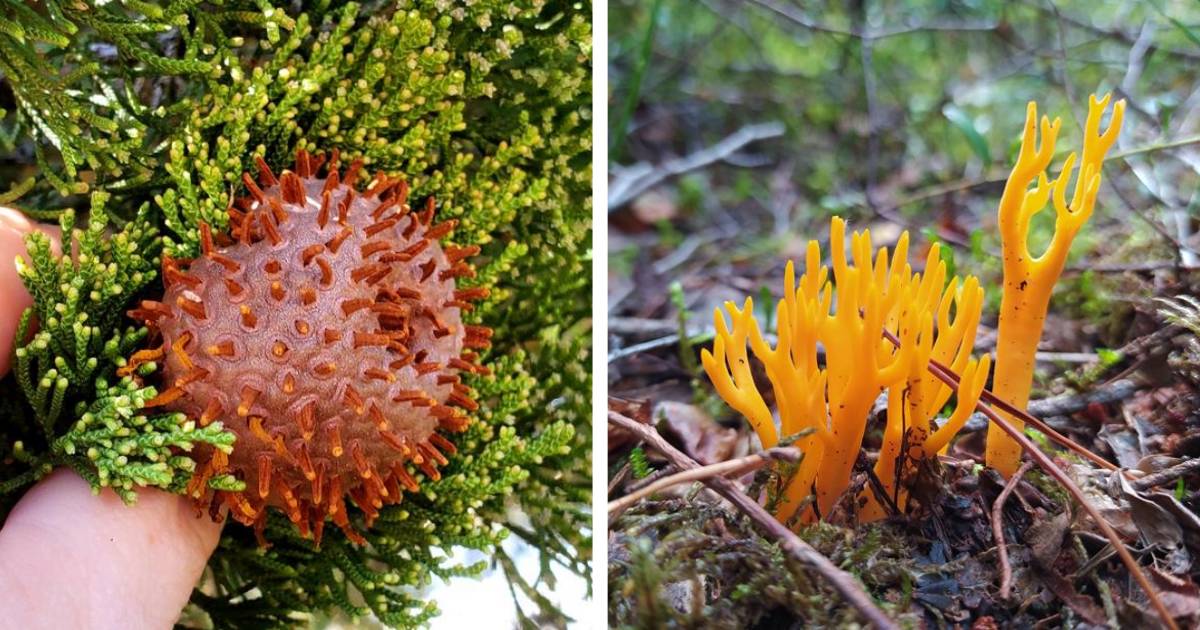 20 фотографий из царства грибов, которые заставят усомниться в их земном происхождении