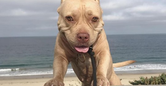 Леди Бисквит — самая улыбчивая собака Интернета