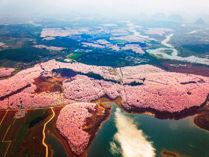 В Китае зацвела вишня, превратив страну в один прекрасный цветущий сад