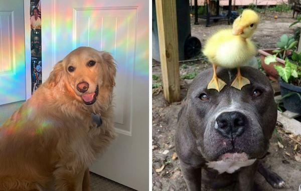15 фото собак, в очередной раз доказавших, что они не только милашки, но и лучшие друзья человека