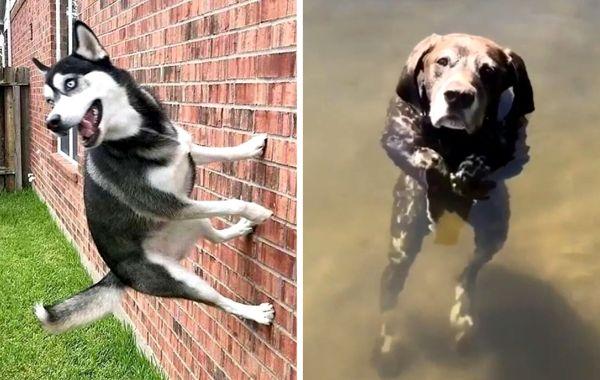 19 фото «сломанных» собак, которые делают странные вещи, думая, что это нормально