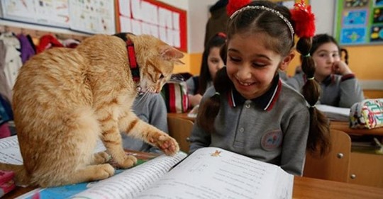 В одну из школ Турции просто взял и пришёл кот. Многие были против животного, живущего в классе, но он и не думал уходить