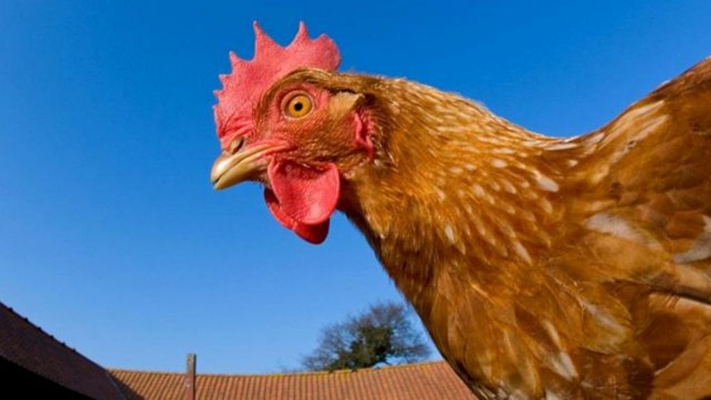 Ваша курица поможет вырастить огромный урожай перца: хитрость для огородников