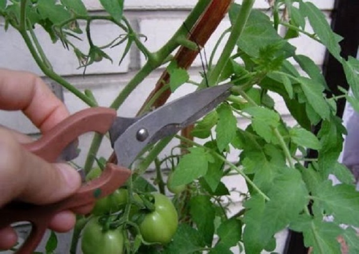 Есть ли смысл в удалении листьев на помидорах: зависит от того, какие удалить