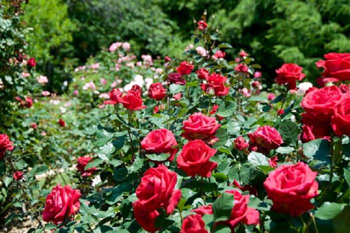 Клематисы и еще несколько цветов, которые уживутся с розами в саду