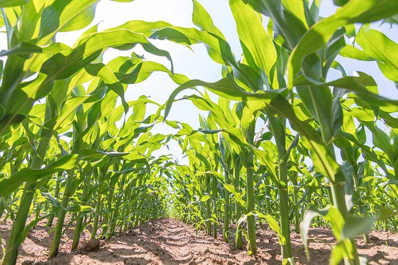 Почему не приживается рассада кукурузы: причины и профилактика