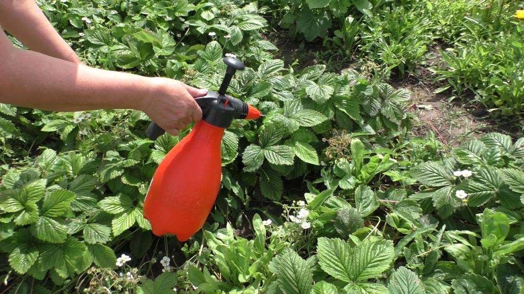 Дрожжи ускорят рост помидоров, клубники и других растений: как правильно удобрять и опрыскивать