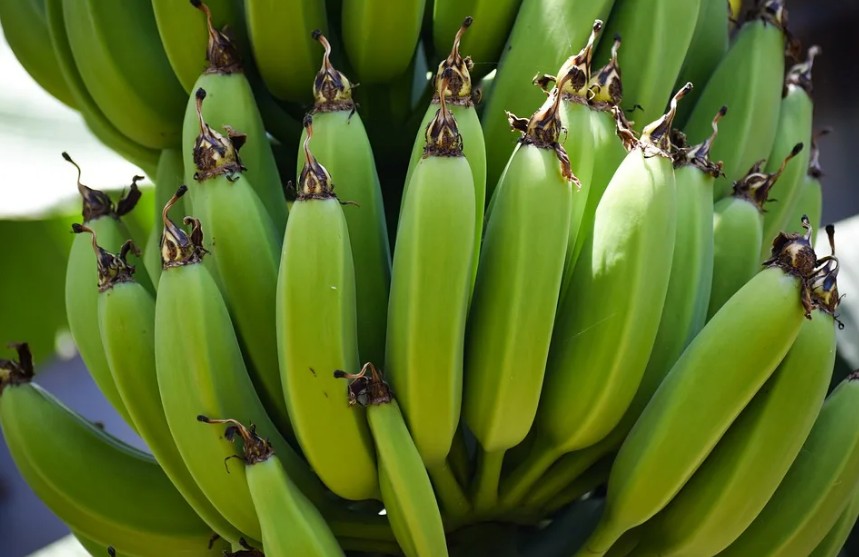 Прямые или изогнутые: лайфхак по выбору бананов