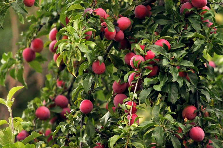 Понадобятся трубы: как быстро подкормить плодовые деревья