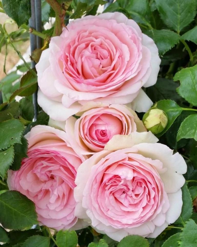 Перед высаживанием розу нужно подстричь: хитрый способ получить пышные и ароматные цветы