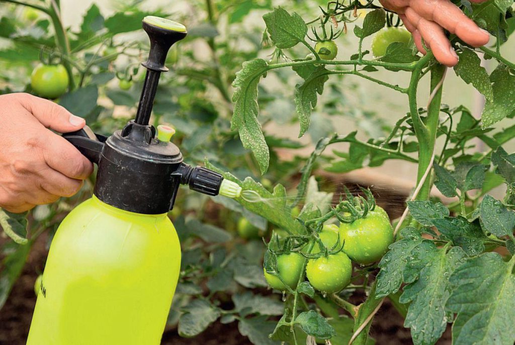 Дрожжи ускорят рост помидоров, клубники и других растений: как правильно удобрять и опрыскивать