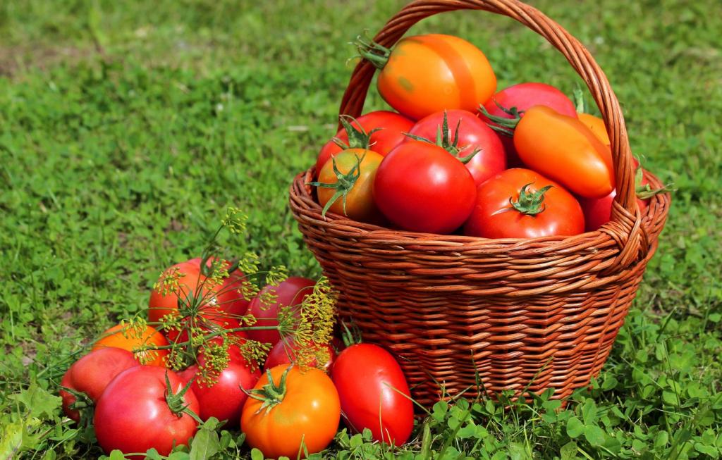 Правильная посадка для каждого сорта: ошибка, которая уменьшает урожай томатов