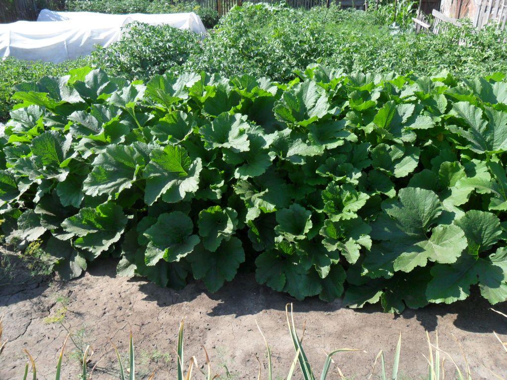 Нельзя удобрять овощ только органикой: как вырастить богатый урожай кабачков
