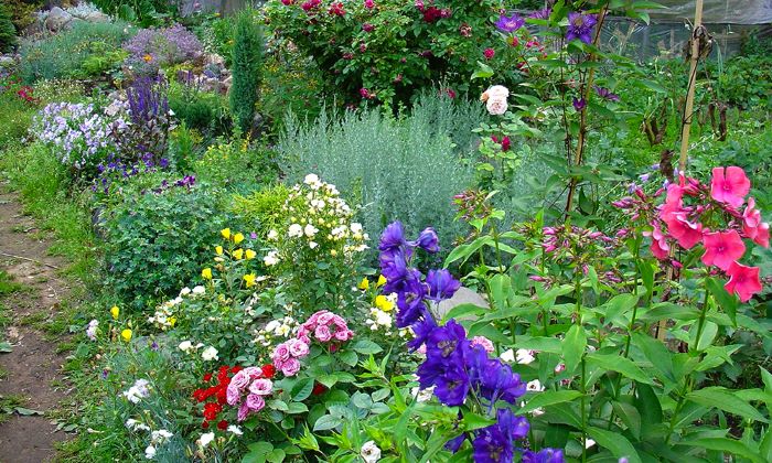 Соседство должно быть комфортным: с какими растениями можно и нельзя сажать рядом розы, чтобы не испортить цветение
