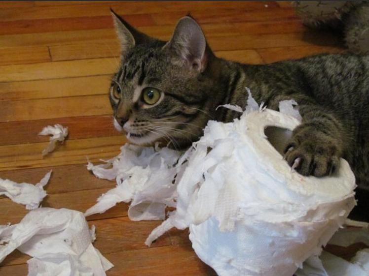Коты портят. Коты и туалетная бумага. Кот порвал бумагу. Кот разодрал туалетную бумагу.