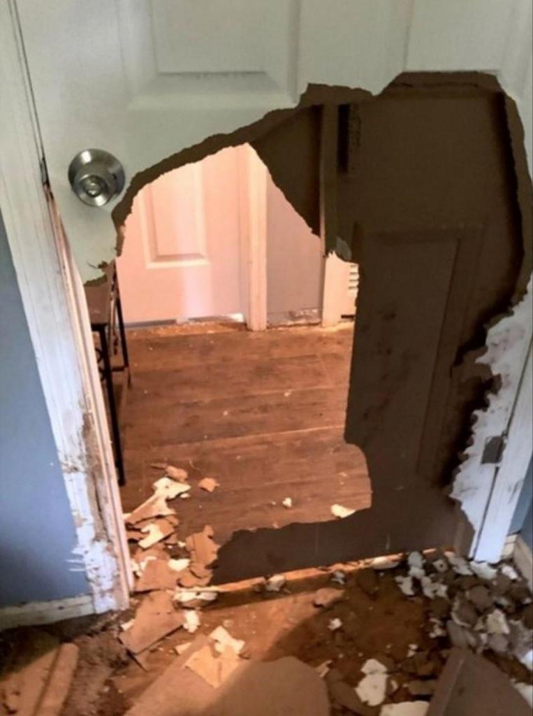Видел стало вирусным: собака, оставшись одна, разрушила дом