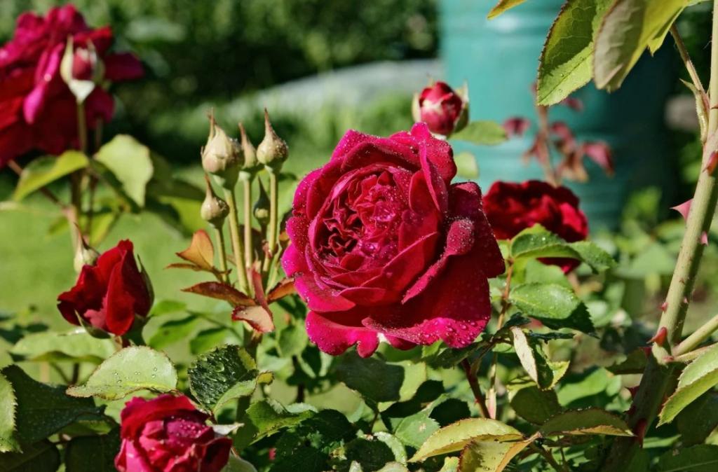 Заметки садовода. Как не допустить превращения сортовой розы в шиповник: обрезка