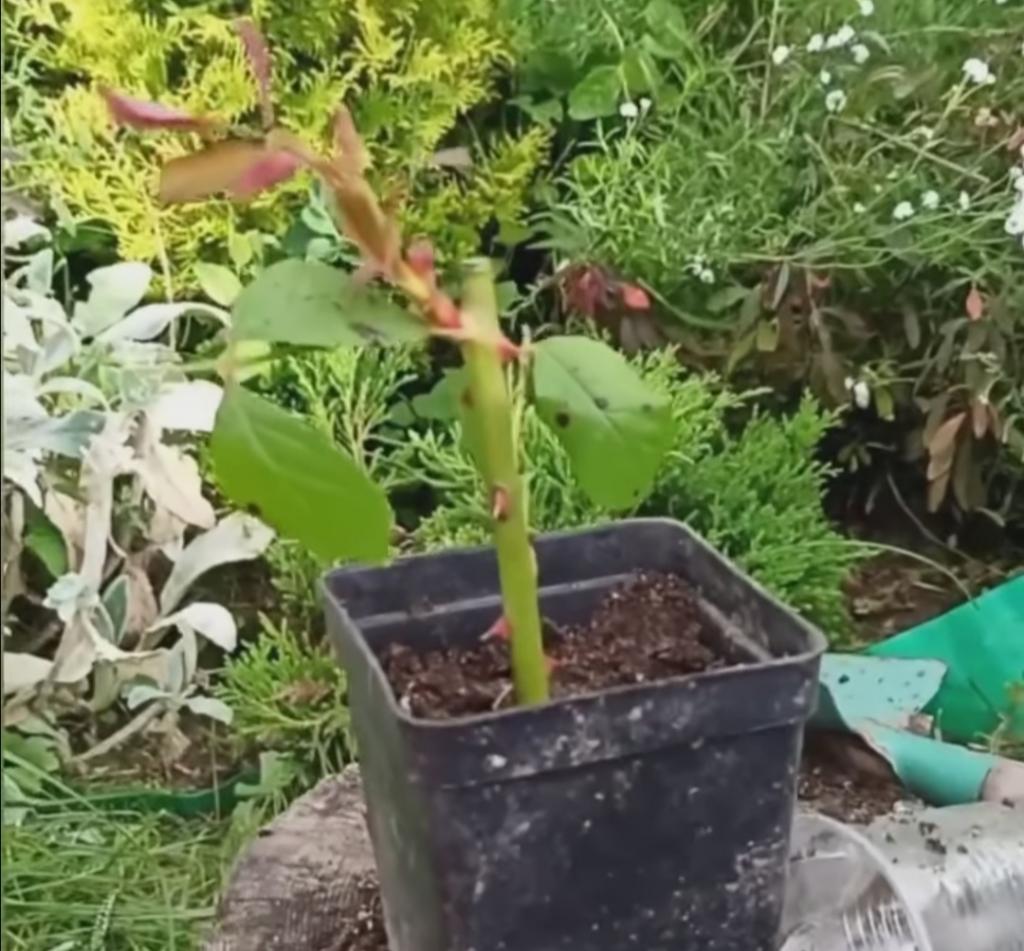 Как размножить кустовую розу с помощью пластиковых стаканчиков: способ, который работает и на плодовых деревьях