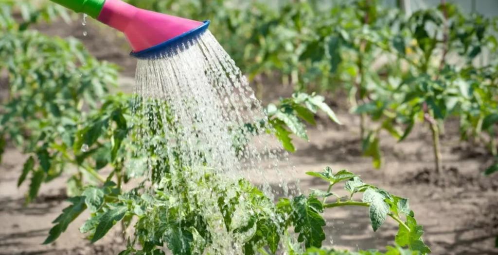 При высадке рассады овощей полив обязателен: как его правильно производить