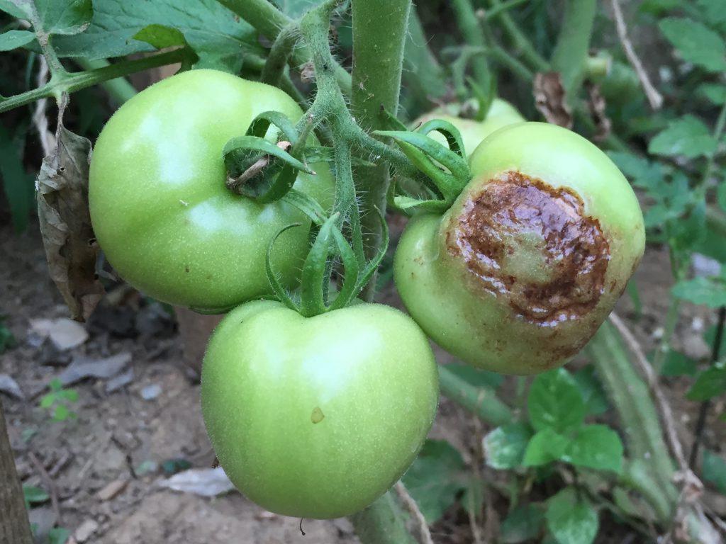 Айран и соль спасут помидоры от гниения: рецепты двух натуральных средств