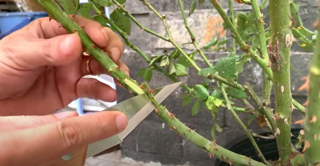 На ветки розы надели по картошине и сняли овощ через 15 дней: эксперимент с укоренением удался (фото и видео)