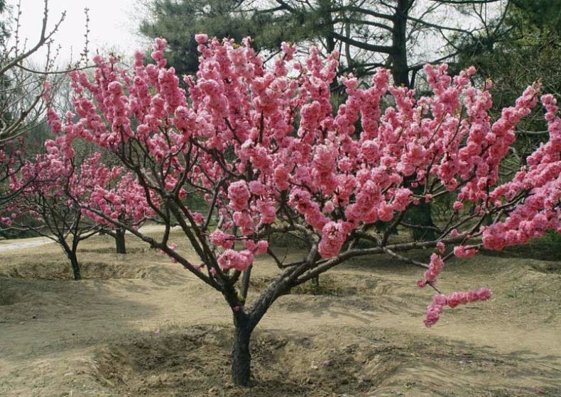 Обильное цветение деревьев не дает гарантию хорошего урожая: 5 причин, почему не появляются завязи