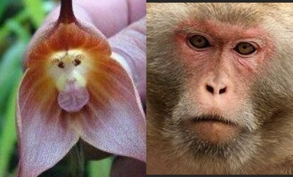 Не бутоны, а улыбающиеся обезьяны: какой орхидеей нужно пополнить свою коллекцию, чтобы всех удивить (фото)