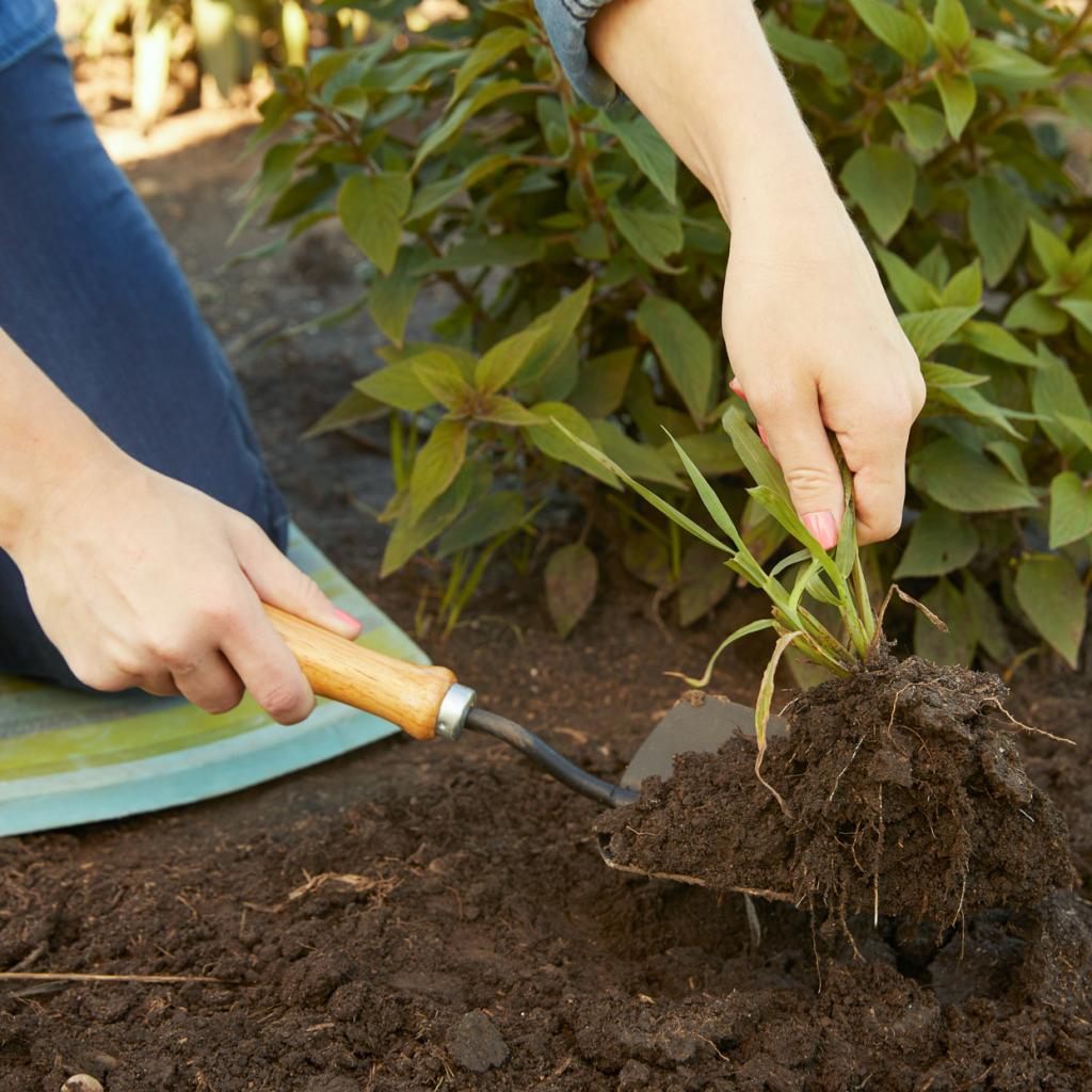 Подготовка огорода к холодам: что сделать с газоном и многолетниками (начинать стоит с августа)