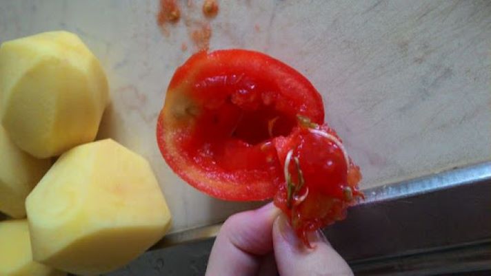 Не проклевываются семена томатов. Помидоры проросли внутри. Семена проросли внутри помидора. Пророщенный помидор. Помидорные семена проросли внутри плода.