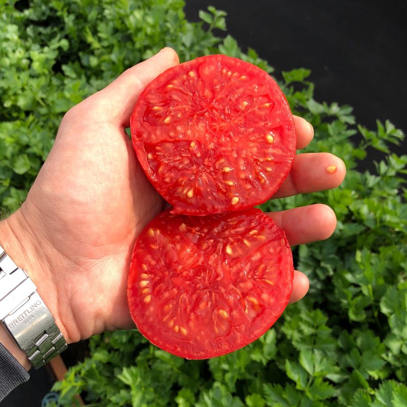 У помидоров нет семян: что необходимо делать, чтобы сохранить сорт