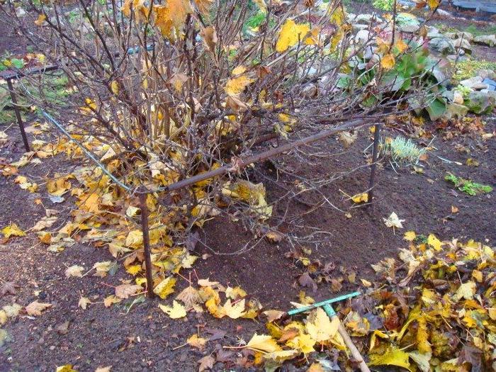 Как правильно ухаживать за крыжовником осенью и какие удобрения нужны растению