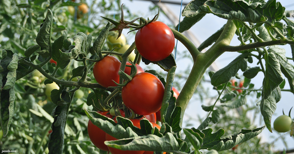 Что никогда нельзя сажать рядом с помидорами: потеряете весь свой урожай