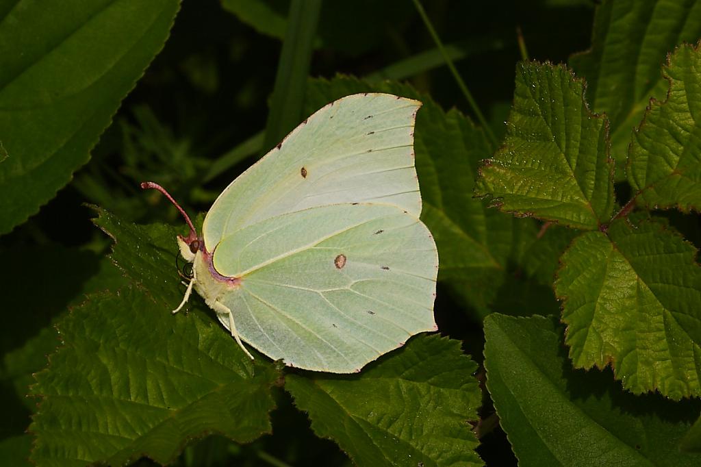 Бабочка лимонница: виды, фото и описание, образ жизни и среда обитания