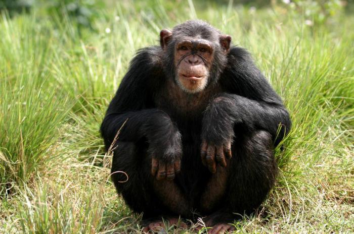 Биологи зафиксировали причудливое поведение шимпанзе, которые чистили зубы умершему сыну