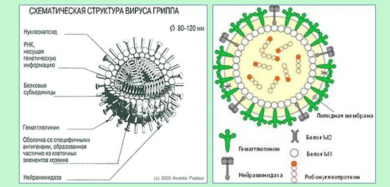 Вирус гриппа: штамм, симптомы, лечение и профилактика