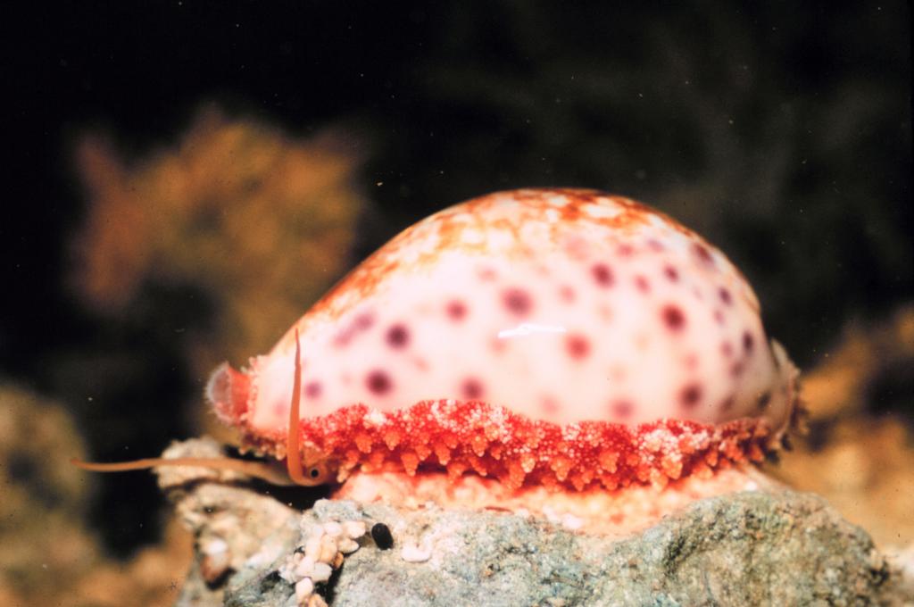 Брюхоногие моллюски: класс, строение, значение