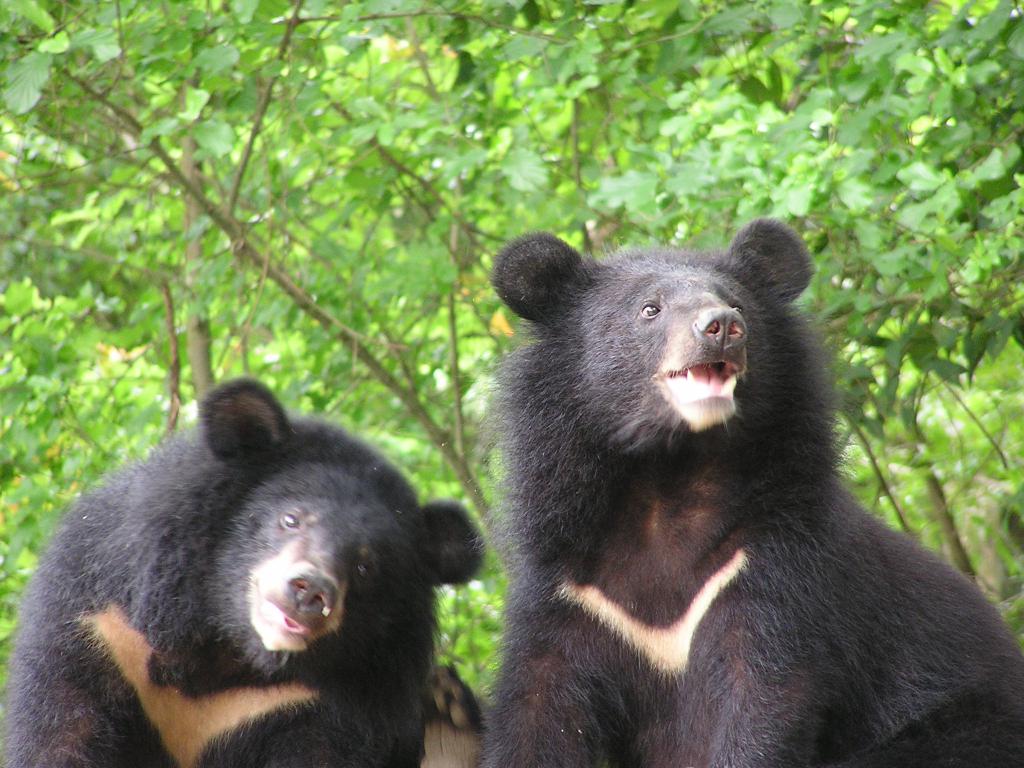 Гималайский медведь: фото, описание, среда обитания и образ жизни животного