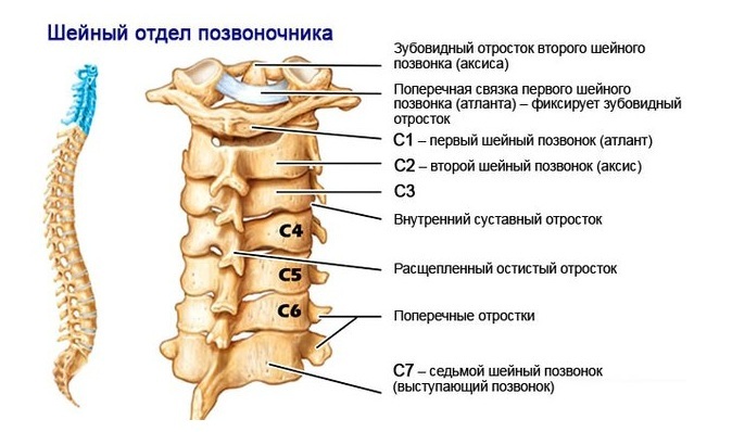 «Собачка» и еще 4 упражнения Ниши для шейного отдела позвоночника