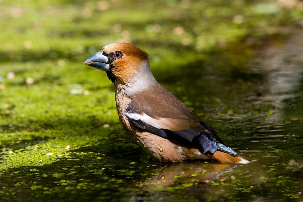 Птица дубонос обыкновенный: описание, образ жизни, ареал обитания и интересные факты