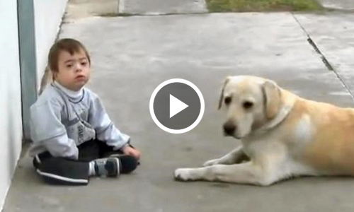 Лабрадор и мальчик с синдромом Дауна – реакция пса поражает до...