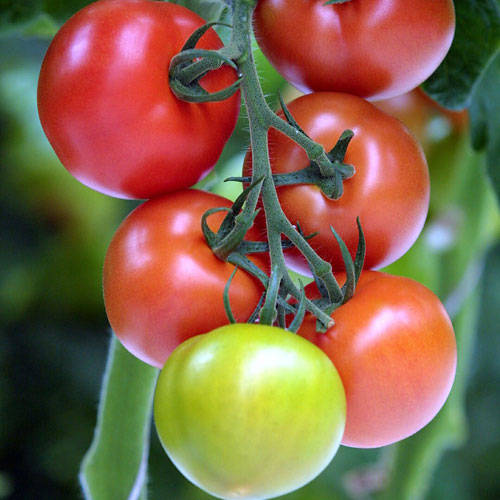 Индетерминантные томаты - это... Определение, сорта, формирование и уход