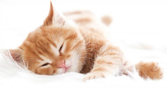 Запах котенка: парфюмеры создали духи с запахом кошачьей шерсти
