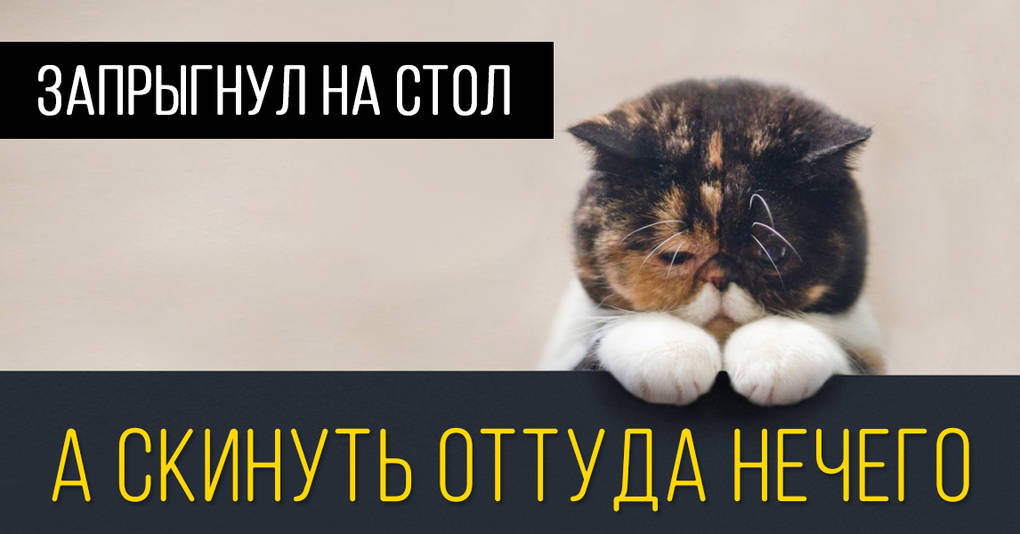 15 кошачьих поводов для грусти, о которых вы никогда не задумывались