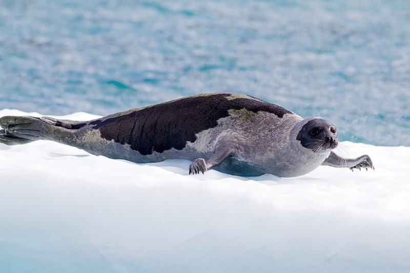 Из жизни гренландского тюленя