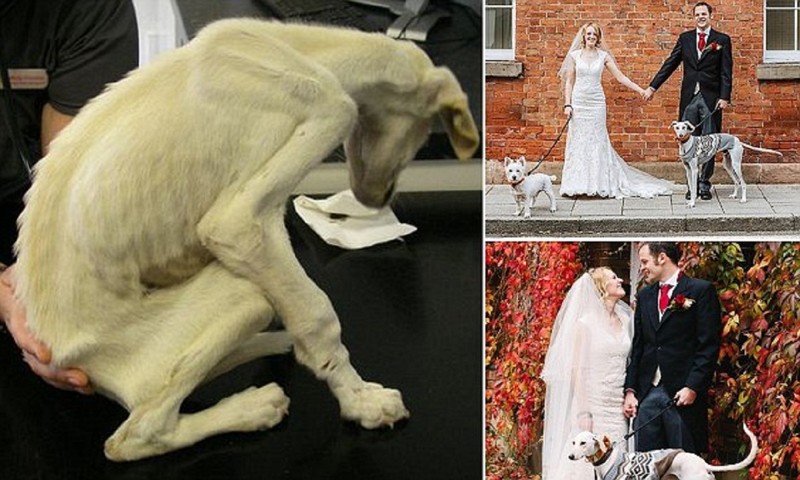 Самый истощенный в мире пес отъелся и стал свидетелем на свадьбе!