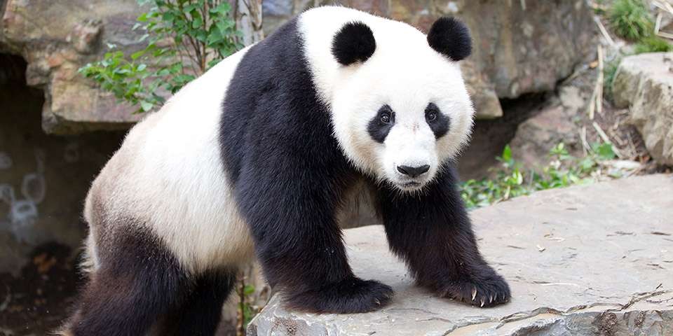 Большая панда, или бамбуковый медведь: описание, где обитает, чем питается, интересные факты