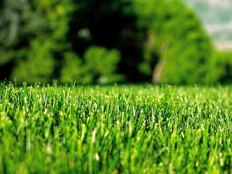 Хитрости посадки газона: как обеспечить всхожесть травы в сухой период